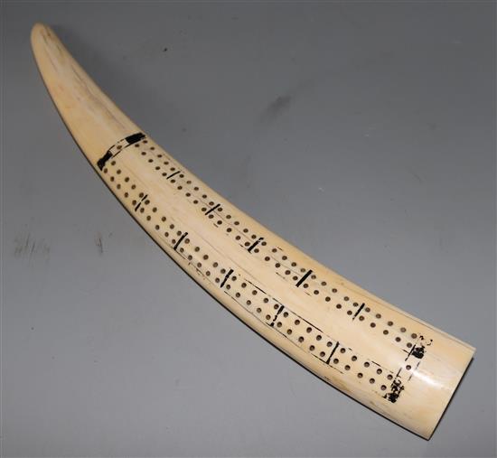 A walrus tusk cribbage board